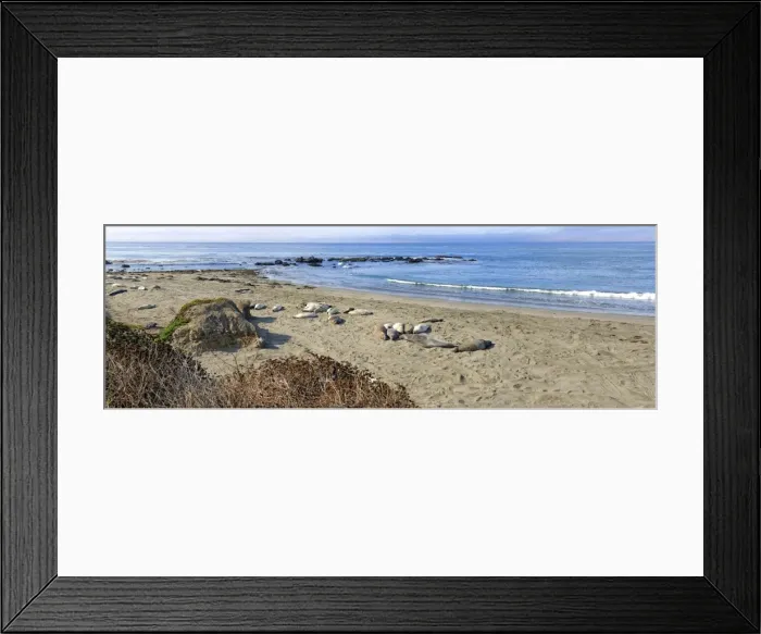 Framed Print : Northern elephant seals -Mirounga angustirostris- on beach, Pacific Coast, Piedras Blancas, California, United States Framed Print : Northern elephant seals -Mirounga angustirostris- on beach, Pacific Coast, Piedras Blancas, California, United States
