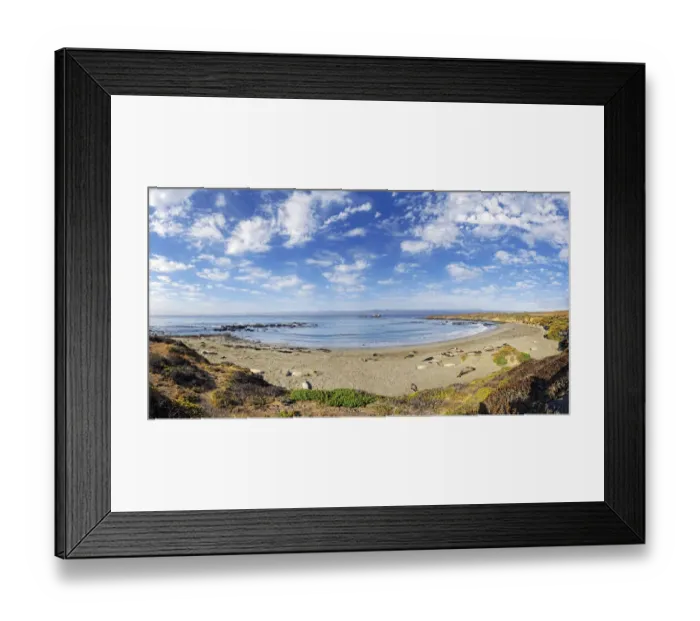 Framed Print : Pacific Coast with Northern elephant seals -Mirounga angustirostris- on beach with clouded sky, Piedras Blancas, California, United States Framed Print : Pacific Coast with Northern elephant seals -Mirounga angustirostris- on beach with clouded sky, Piedras Blancas, California, United States