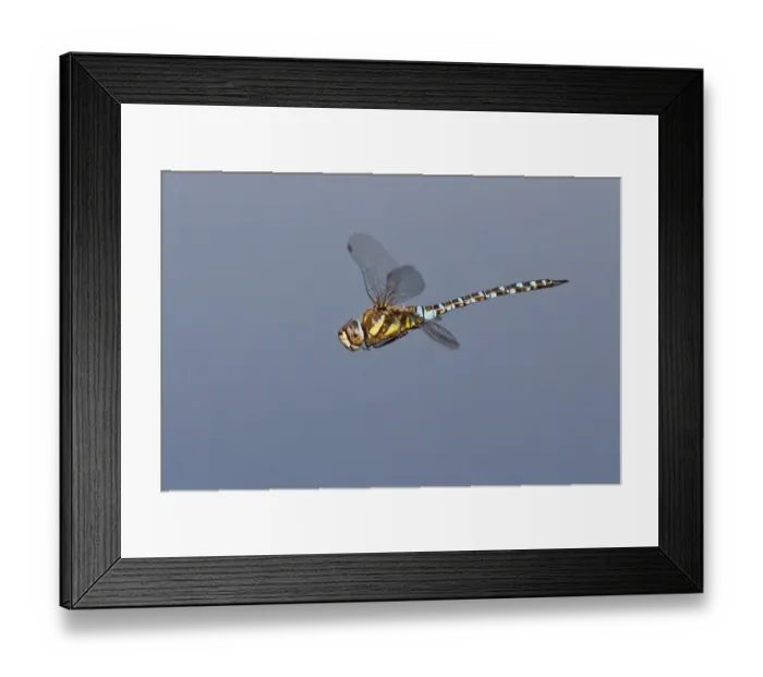 Framed Print : Migrant Hawker -Aeshna mixta- in flight, North Hesse, Hesse, Germany