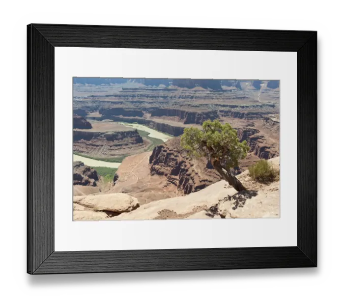 Framed Print : Utah juniper -Juniperus osteosperma-, eroded landscape, canyons, red sandstone, river, Colorado River, Meander Overlook, Dead Horse Point State Park, Utah, Western United States, USA, United States of America, North America