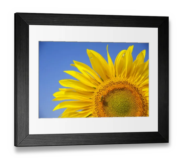 Framed Print : Inflorescence of a Sunflower -Helianthus annuus- with a Honey Bee -Apis mellifera-, Germany Framed Print : Inflorescence of a Sunflower -Helianthus annuus- with a Honey Bee -Apis mellifera-, Germany