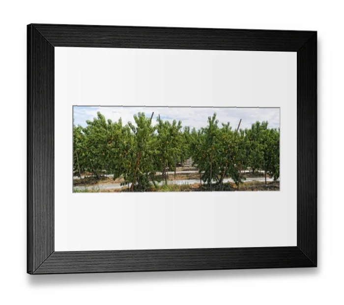 Framed Print : Nectarines -Prunus persica var nucipersica-, plantation, Centerville, Fresno, California, United States Framed Print : Nectarines -Prunus persica var nucipersica-, plantation, Centerville, Fresno, California, United States