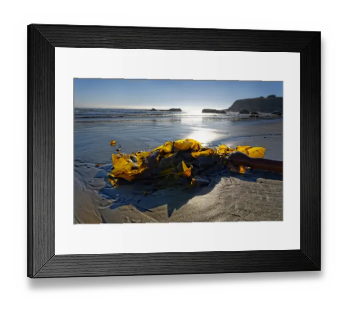 Framed Print : Brown algae -Phaeophyceae- on the sandy beach, Pacific Coast, Cambria, California, United States