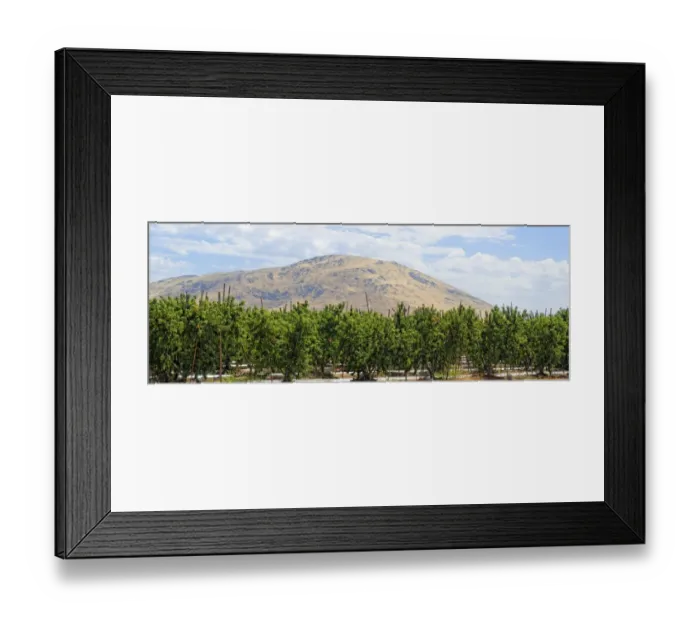 Framed Print : Nectarines -Prunus persica var nucipersica-, plantation in the middle of the Californian hills, Centerville, Fresno, California, United States Framed Print : Nectarines -Prunus persica var nucipersica-, plantation in the middle of the Californian hills, Centerville, Fresno, California, United States