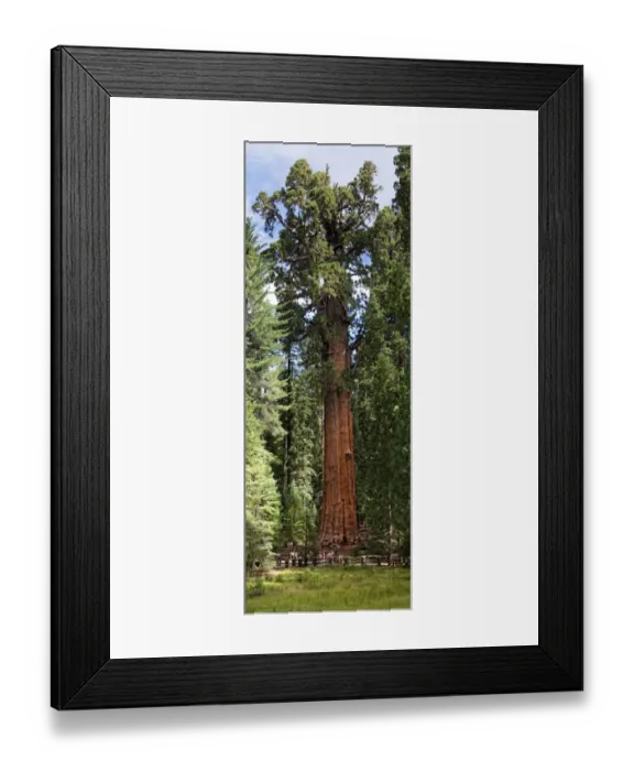 Framed Print : Giant sequoia General Sherman -Sequoiadendron giganteum- in the Giant Forest, Sequoia National Park, California, United States Framed Print : Giant sequoia General Sherman -Sequoiadendron giganteum- in the Giant Forest, Sequoia National Park, California, United States