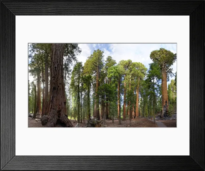 Framed Print : Giant sequoia trees -Sequoiadendron giganteum- in the Giant Forest, Sequoia National Park, California, United States Framed Print : Giant sequoia trees -Sequoiadendron giganteum- in the Giant Forest, Sequoia National Park, California, United States