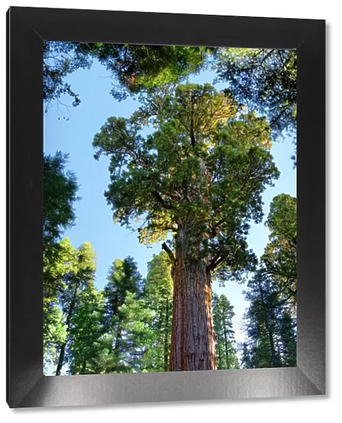 Giant sequoia General Sherman -Sequoiadendron giganteum- in the Giant Forest, Sequoia National Park, California, United States