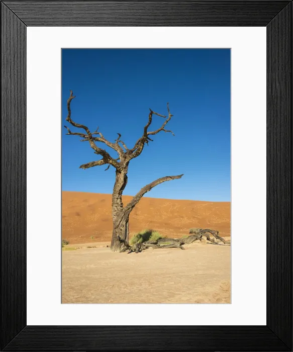 Framed Print : Dead tree in the salt and clay pan, Dead Pan, Sossusvlei, Namib Desert, Namibia