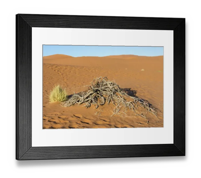 Framed Print : Dry plants, Sossusvlei, Namib Desert, Namibia Framed Print : Dry plants, Sossusvlei, Namib Desert, Namibia