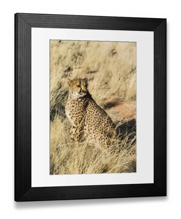 Framed Print : Cheetah -Acinonyx jubatus- sitting in the grass, Namibia Framed Print : Cheetah -Acinonyx jubatus- sitting in the grass, Namibia