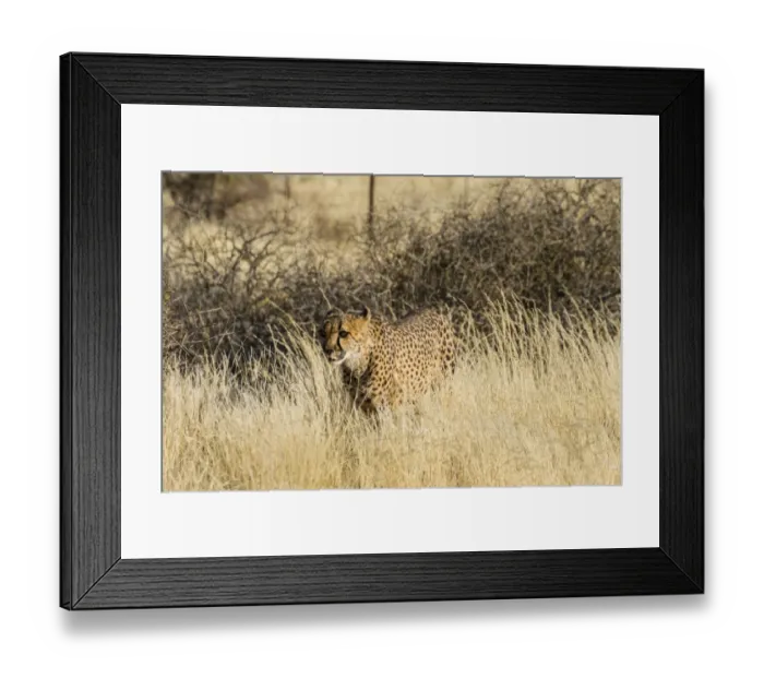 Framed Print : Cheetah -Acinonyx jubatus- stalking through the tall grass, Namibia Framed Print : Cheetah -Acinonyx jubatus- stalking through the tall grass, Namibia