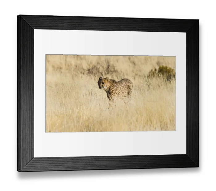 Framed Print : Cheetah -Acinonyx jubatus- stalking through the tall grass, Namibia