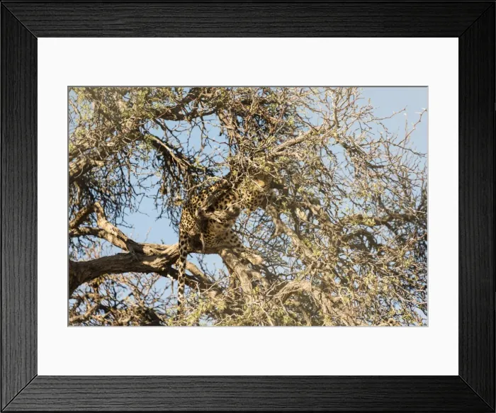 Framed Print : Leopard -Panthera pardus- perched on the tree, camoflaged, Namibia Framed Print : Leopard -Panthera pardus- perched on the tree, camoflaged, Namibia
