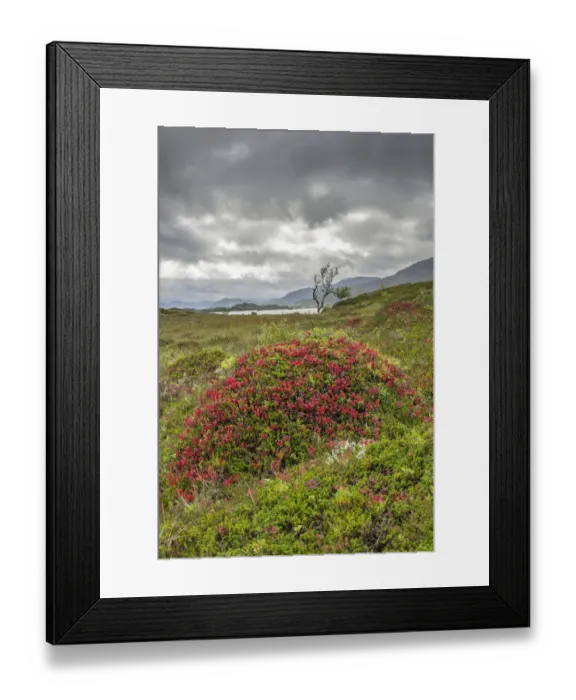 Framed Print : Mounds with autumnal colours, Gisloeya, Vesteralen, Nordland, Norway Framed Print : Mounds with autumnal colours, Gisloeya, Vesteralen, Nordland, Norway
