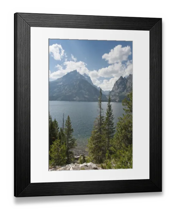 Framed Print : Conifers, Coastal Pine or Lodgepole Pine -Pinus contorta subsp. Latifolia-, Jenny Lake, Grand Teton National Park, Teton Range, Rocky Mountains, Wyoming, Western United States, United States of America, North America Framed Print : Conifers, Coastal Pine or Lodgepole Pine -Pinus contorta subsp. Latifolia-, Jenny Lake, Grand Teton National Park, Teton Range, Rocky Mountains, Wyoming, Western United States, United States of America, North America