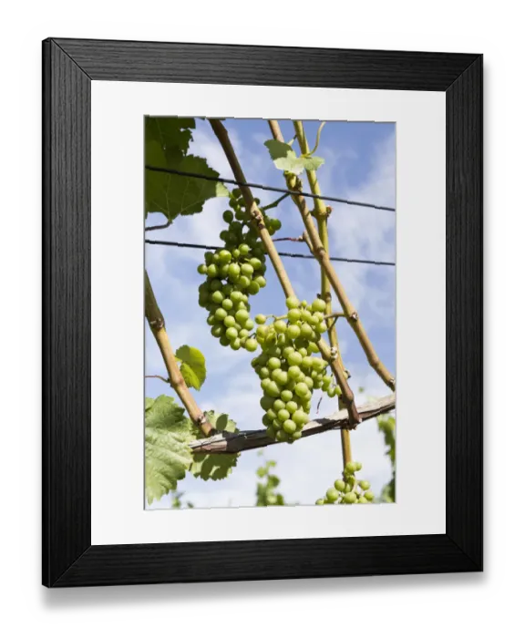 Framed Print : Vine stock with grapes on the Rotweinwanderweg wine trail, Bad Neuenahr-Ahrweiler, Rhineland-Palatinate, Germany, Europe Framed Print : Vine stock with grapes on the Rotweinwanderweg wine trail, Bad Neuenahr-Ahrweiler, Rhineland-Palatinate, Germany, Europe