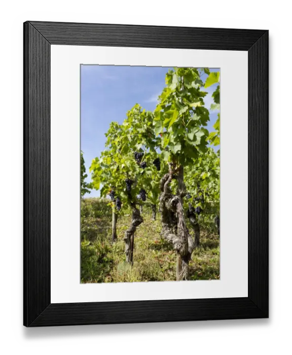 Framed Print : Vines on the Rotweinwanderweg wine trail, Bad Neuenahr-Ahrweiler, Rhineland-Palatinate, Germany, Europe Framed Print : Vines on the Rotweinwanderweg wine trail, Bad Neuenahr-Ahrweiler, Rhineland-Palatinate, Germany, Europe