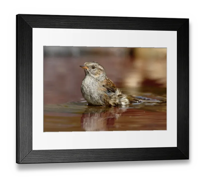 Framed Print : Bathing Dunnock -Prunella modularis-, Neunkirchen in Siegerland, North Rhine-Westphalia, Germany, Europe Framed Print : Bathing Dunnock -Prunella modularis-, Neunkirchen in Siegerland, North Rhine-Westphalia, Germany, Europe