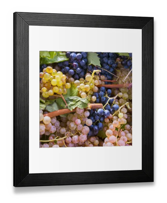 Framed Print : Fresh white and blue-coloured wine grapes Framed Print : Fresh white and blue-coloured wine grapes
