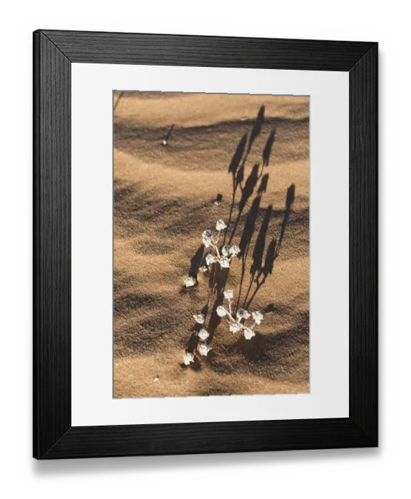Framed Print : Desert plant in the sand, Sossusvlei, Namib-Naukluft National Park, Namibia Framed Print : Desert plant in the sand, Sossusvlei, Namib-Naukluft National Park, Namibia