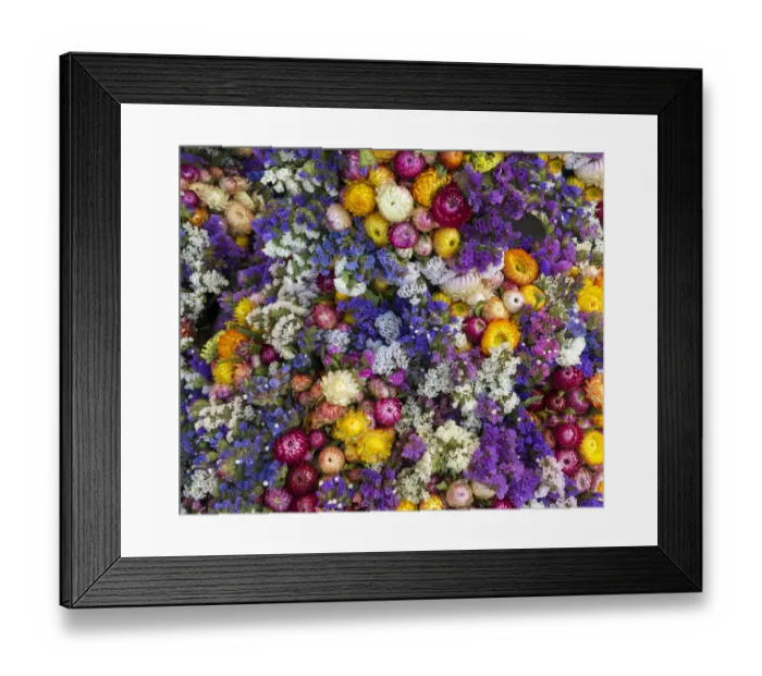 Framed Print : Colourful strawflowers Framed Print : Colourful strawflowers