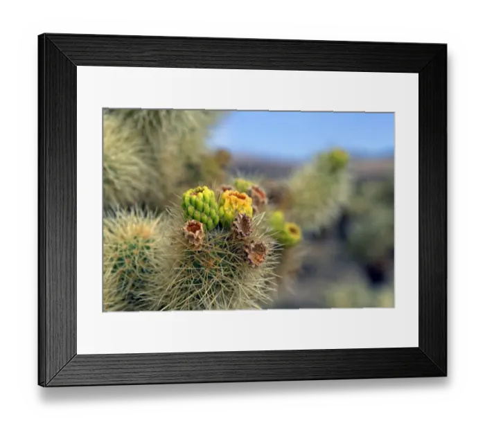Framed Print : Flowering Cholla Cactus, Cholla Cactus Garden, Joshua Tree National Park, Desert Center, California, USA Framed Print : Flowering Cholla Cactus, Cholla Cactus Garden, Joshua Tree National Park, Desert Center, California, USA