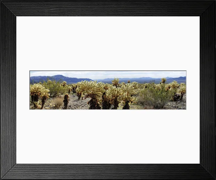 Framed Print : Cholla cacti in the Cholla Cactus Garden, Joshua Tree National Park, Desert Center, California, USA Framed Print : Cholla cacti in the Cholla Cactus Garden, Joshua Tree National Park, Desert Center, California, USA