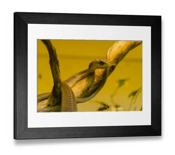 Framed Print : Boomslang -Dispholidus typus-, Swakopmund, Erongo Region, Namibia Framed Print : Boomslang -Dispholidus typus-, Swakopmund, Erongo Region, Namibia