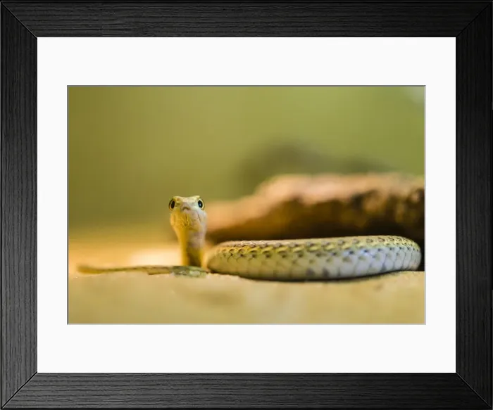 Framed Print : Namib Sand Snake -Psammophis namibensis-, Swakopmund, Erongo Region, Namibia Framed Print : Namib Sand Snake -Psammophis namibensis-, Swakopmund, Erongo Region, Namibia