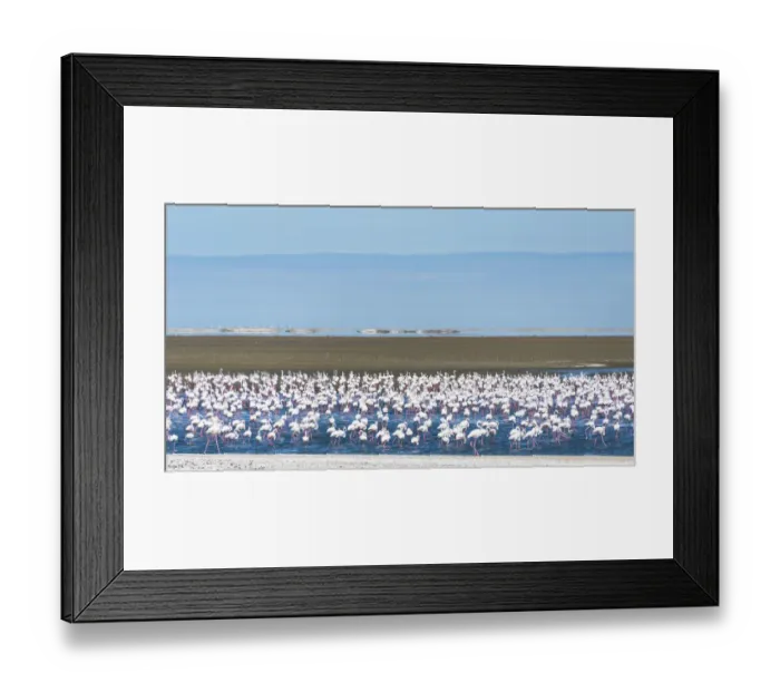 Framed Print : American flamingos -Phoenicopterus ruber- and Lesser Flamingos -Phoeniconaias minor-, Flamingo colony on sand bank at Walvis Bay, Erongo Region, Namibia