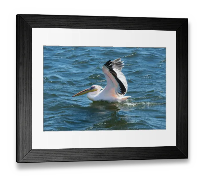 Framed Print : White Pelican -Pelecanus onocrotalus- in Walvis Bay, Erongo Region, Namibia Framed Print : White Pelican -Pelecanus onocrotalus- in Walvis Bay, Erongo Region, Namibia