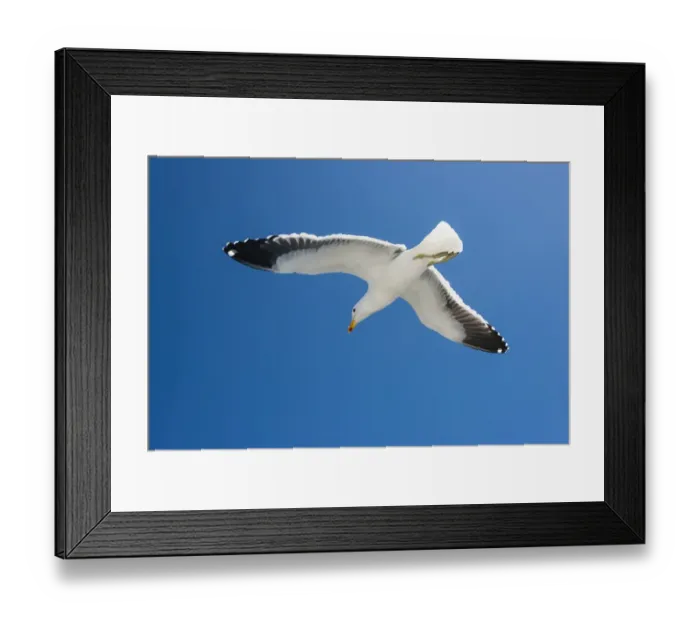 Framed Print : Kelp Gull -Larus dominicanus-, in flight, at Walvis Bay, Erongo Region, Namibia Framed Print : Kelp Gull -Larus dominicanus-, in flight, at Walvis Bay, Erongo Region, Namibia