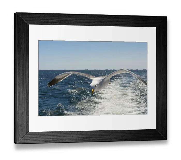 Framed Print : Kelp Gull -Larus dominicanus-, in flight, at Walvis Bay, Erongo Region, Namibia Framed Print : Kelp Gull -Larus dominicanus-, in flight, at Walvis Bay, Erongo Region, Namibia
