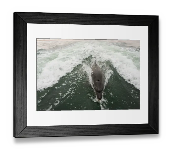 Framed Print : Bottlenose dolphin -Tursiops truncatus- in Walvis Bay, Erongo Region, Namibia Framed Print : Bottlenose dolphin -Tursiops truncatus- in Walvis Bay, Erongo Region, Namibia