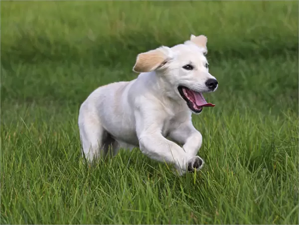 Golden Retriever -Canis lupus familiaris- puppy, three months, running across a meadow
