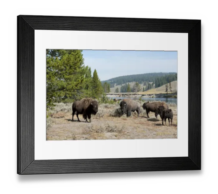 Framed Print : Herd of American Bison -Bison bison- beside Yellowstone River, Yellowstone National Park, Wyoming, USA Framed Print : Herd of American Bison -Bison bison- beside Yellowstone River, Yellowstone National Park, Wyoming, USA