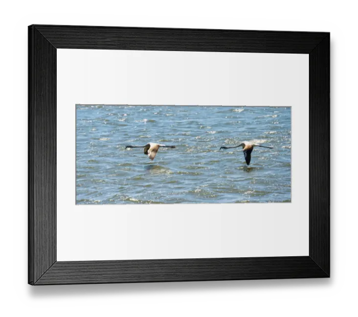 Framed Print : American Flamingo -Phoenicopterus ruber-, Lesser Flamingo -Phoeniconaias minor- in Walvis Bay, Namibia Framed Print : American Flamingo -Phoenicopterus ruber-, Lesser Flamingo -Phoeniconaias minor- in Walvis Bay, Namibia
