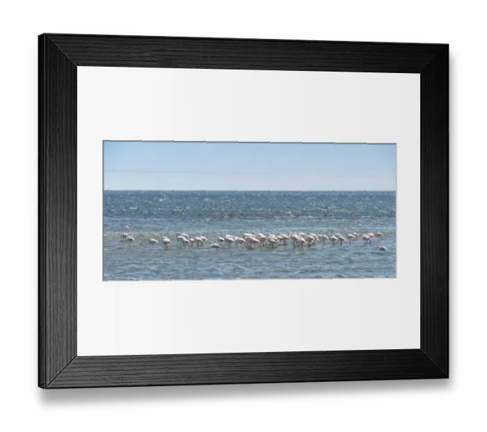 Framed Print : American Flamingoes -Phoenicopterus ruber-, Lesser Flamingoes -Phoeniconaias minor- in Walvis Bay, Namibia Framed Print : American Flamingoes -Phoenicopterus ruber-, Lesser Flamingoes -Phoeniconaias minor- in Walvis Bay, Namibia