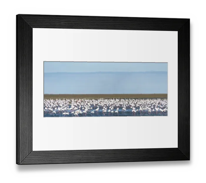 Framed Print : American Flamingoes -Phoenicopterus ruber-, Lesser Flamingoes -Phoeniconaias minor-, flamingo colony on sand bank at Walvis Bay, Namibia Framed Print : American Flamingoes -Phoenicopterus ruber-, Lesser Flamingoes -Phoeniconaias minor-, flamingo colony on sand bank at Walvis Bay, Namibia