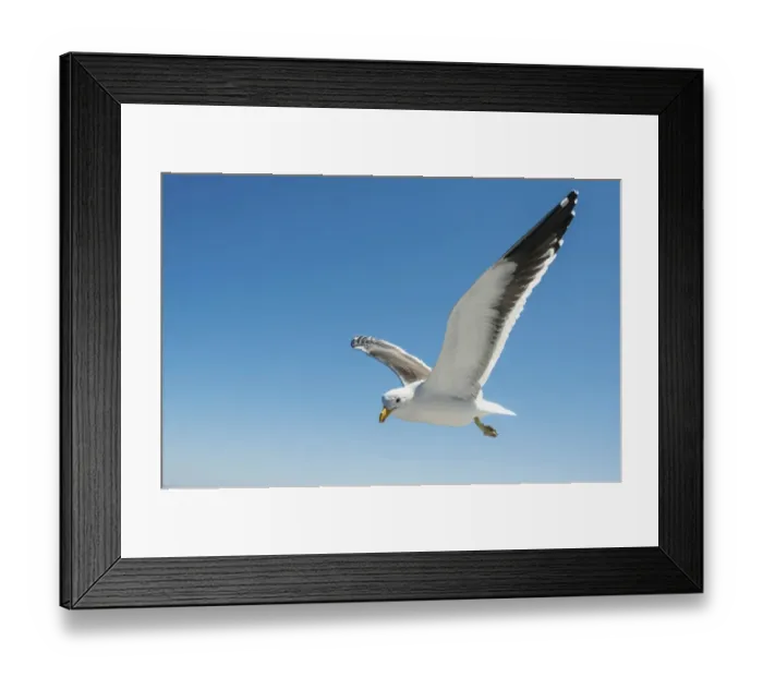 Framed Print : Kelp Gull -Larus dominicanus- in flight in Walvis Bay, Namibia Framed Print : Kelp Gull -Larus dominicanus- in flight in Walvis Bay, Namibia