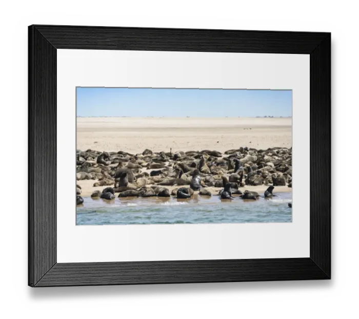 Framed Print : Colony of Brown Fur Seals or Cape Fur Seals -Arctocephalus pusillus- on a small upstream sandbank, near Walvis Bay, Namibia Framed Print : Colony of Brown Fur Seals or Cape Fur Seals -Arctocephalus pusillus- on a small upstream sandbank, near Walvis Bay, Namibia