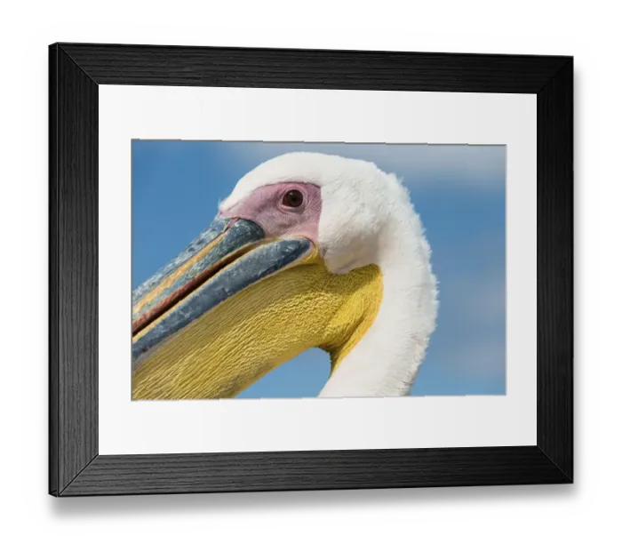 Framed Print : Great White Pelican -Pelecanus onocrotalus-, portrait, Walvis Bay, Namibia Framed Print : Great White Pelican -Pelecanus onocrotalus-, portrait, Walvis Bay, Namibia