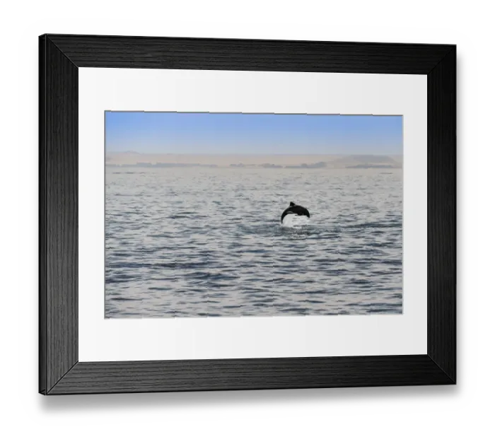 Framed Print : Havisides dolphin -Cephalorhynchus heavisidii- jumping in Walvis Bay, Namibia Framed Print : Havisides dolphin -Cephalorhynchus heavisidii- jumping in Walvis Bay, Namibia