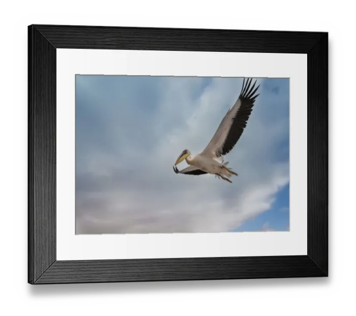 Framed Print : Great White Pelican -Pelecanus onocrotalus- in flight in Walvis Bay, Namibia Framed Print : Great White Pelican -Pelecanus onocrotalus- in flight in Walvis Bay, Namibia