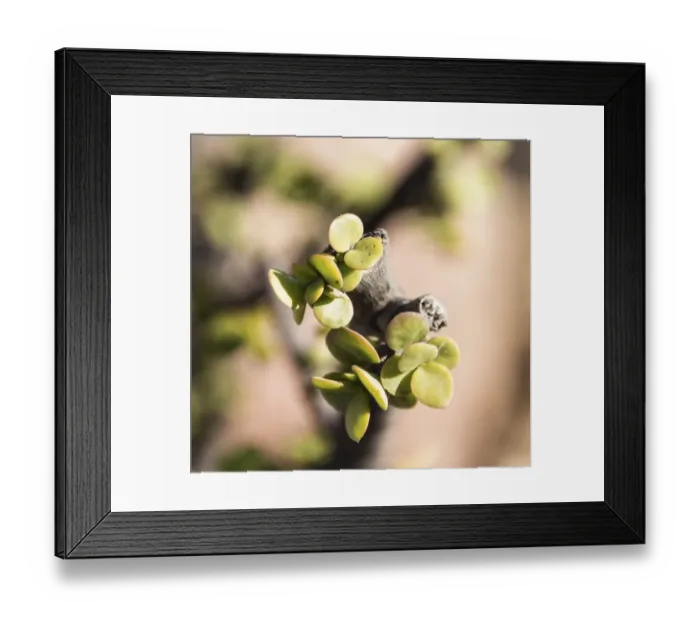 Framed Print : Dollar Plant -Zygophyllum stapfii-, Namibia