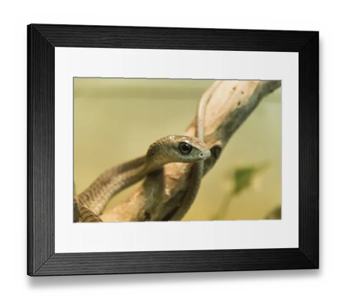 Framed Print : Boomslang -Dispholidus typus-, Living Desert Snake Park, Walvis Bay, Namibia Framed Print : Boomslang -Dispholidus typus-, Living Desert Snake Park, Walvis Bay, Namibia