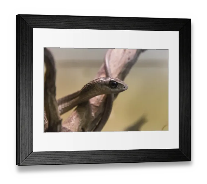 Framed Print : Boomslang -Dispholidus typus-, Living Desert Snake Park, Walvis Bay, Namibia Framed Print : Boomslang -Dispholidus typus-, Living Desert Snake Park, Walvis Bay, Namibia