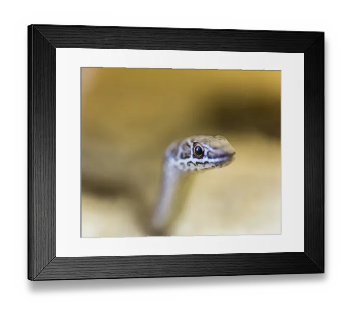 Framed Print : Leopard Sand Snake -Psammophis leopardinus brevirostris-, Leopard Sandsnake, Living Desert Snake Park, Walvis Bay, Namibia
