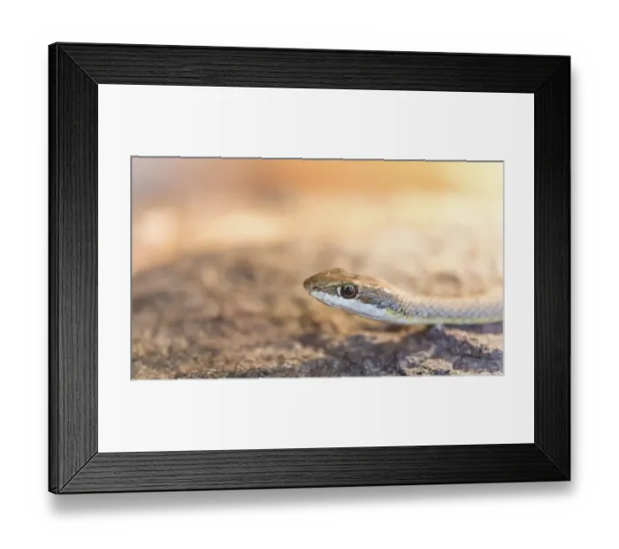 Framed Print : Namib Sand Snake -Psammophis namibensis-, Living Desert Snake Park, Walvis Bay, Namibia Framed Print : Namib Sand Snake -Psammophis namibensis-, Living Desert Snake Park, Walvis Bay, Namibia