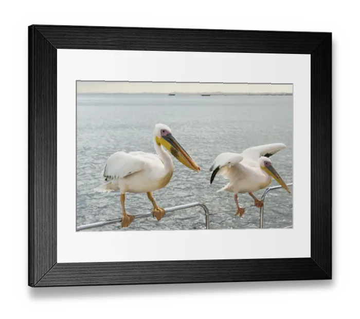 Framed Print : Two Great White Pelicans -Pelecanus onocrotalus- on a railing in Walvis Bay, Namibia Framed Print : Two Great White Pelicans -Pelecanus onocrotalus- on a railing in Walvis Bay, Namibia